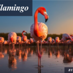 Pink Flamingo